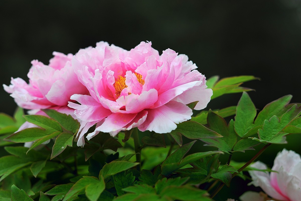 尚未凋谢的牡丹