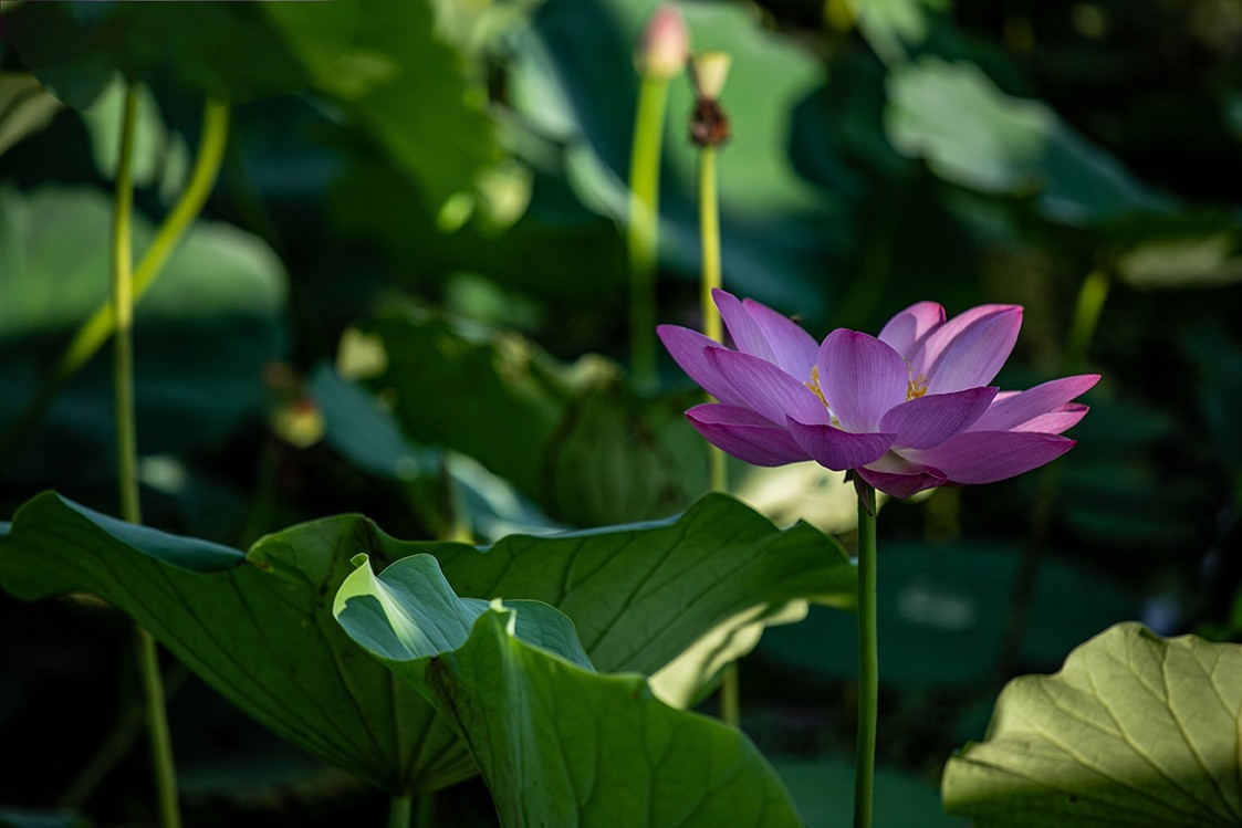 《小池》2023.6.28与莫愁湖