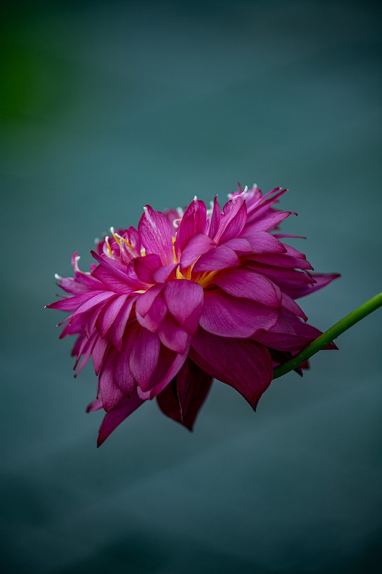 《小池》2023.6.28与莫愁湖