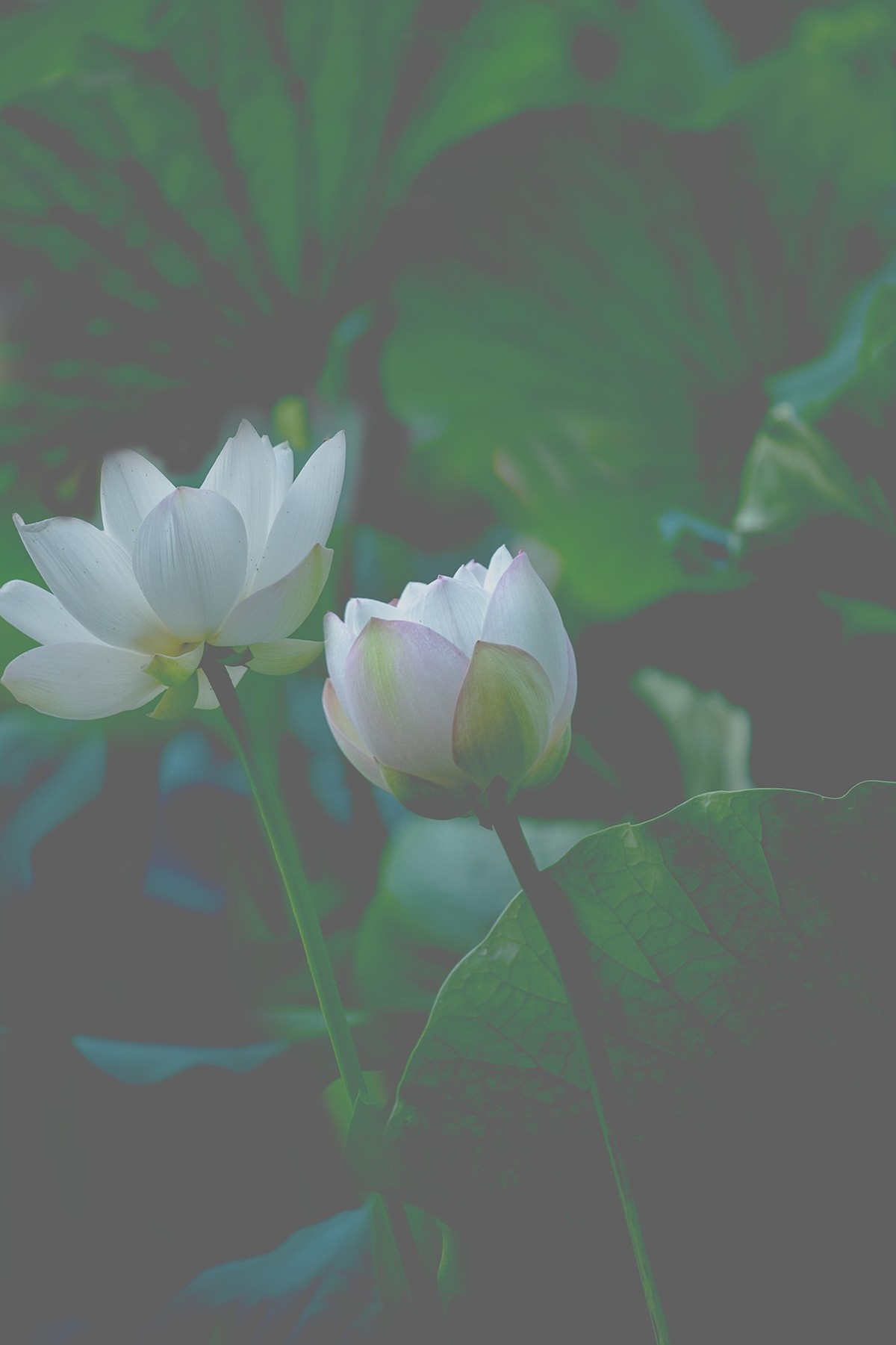 《小池》2023.6.28与莫愁湖