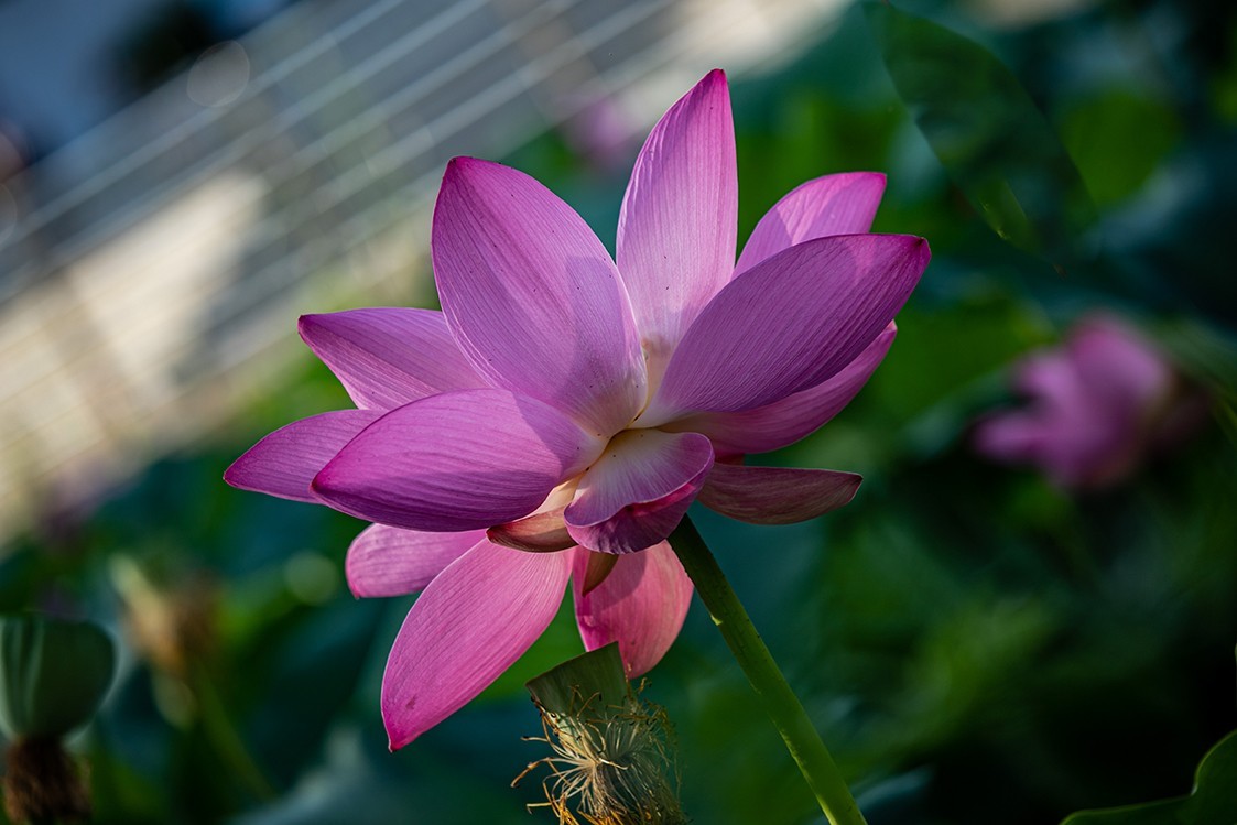 《小池》2023.6.28与莫愁湖