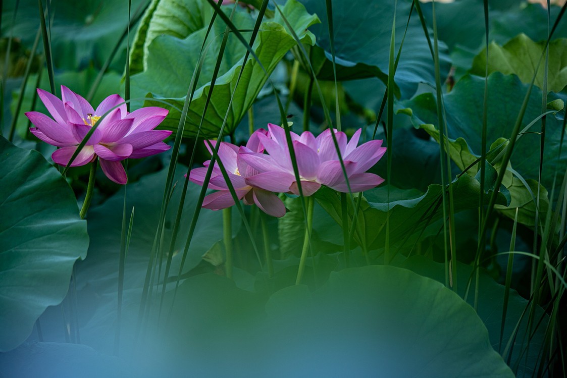 《小池》2023.6.28与莫愁湖