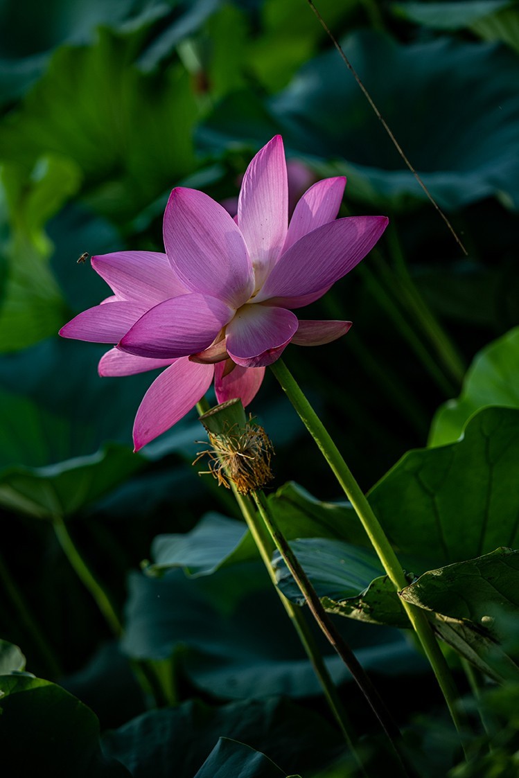 《小池》2023.6.28与莫愁湖