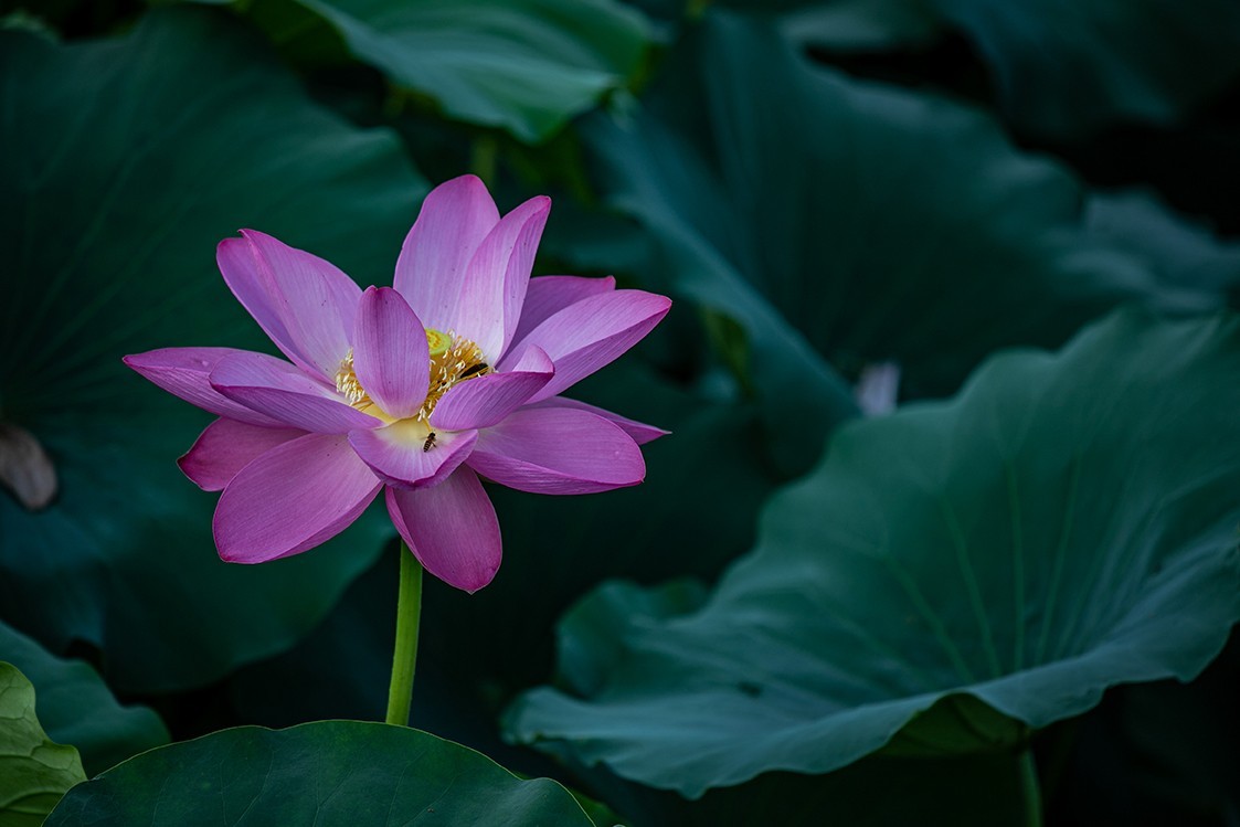 《小池》2023.6.28与莫愁湖