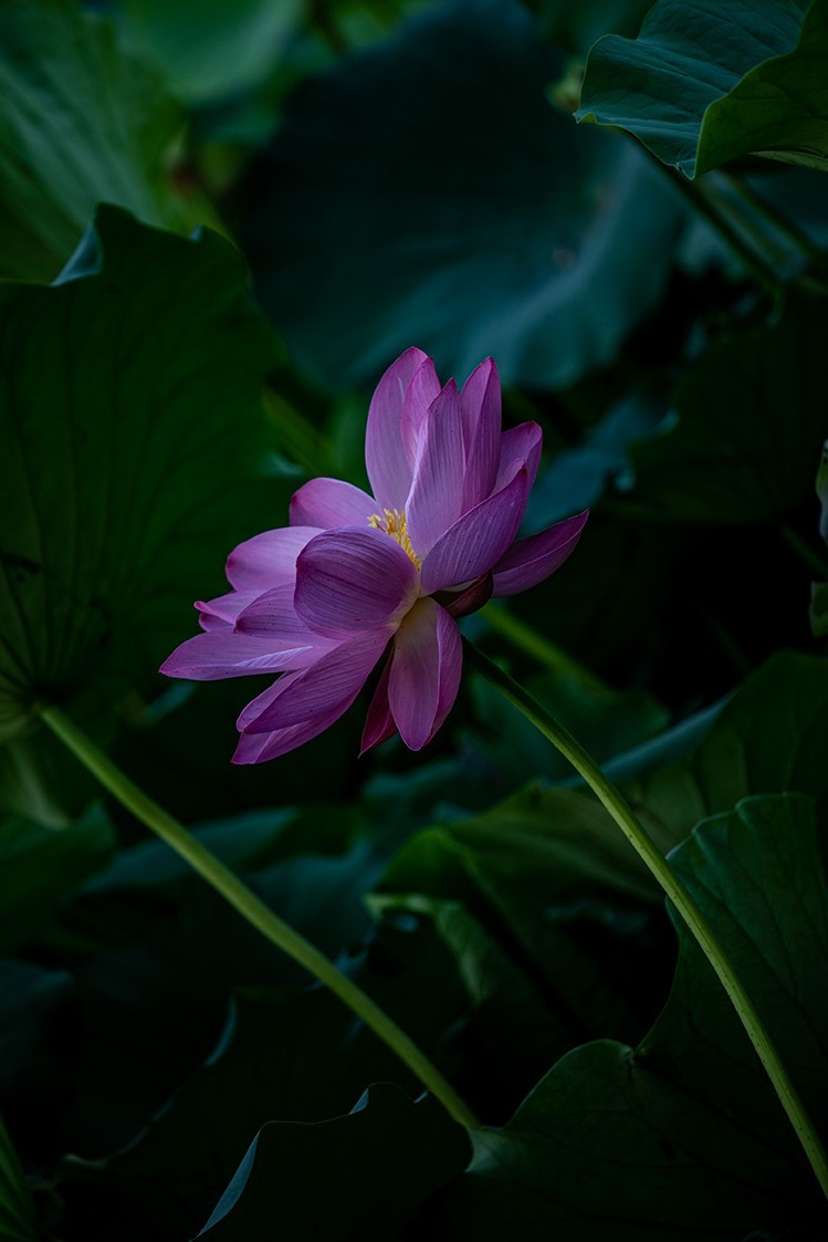 《小池》2023.6.28与莫愁湖