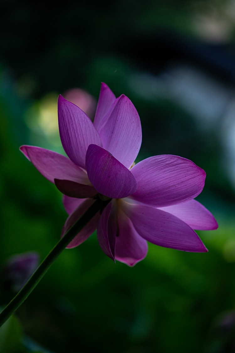 《小池》2023.6.28与莫愁湖