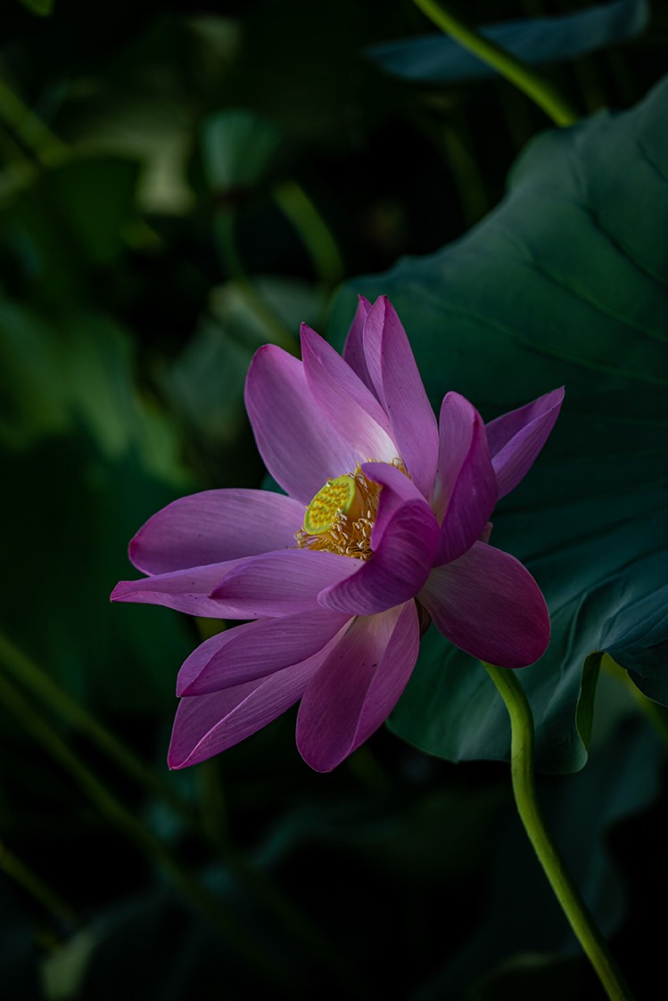 《小池》2023.6.28与莫愁湖