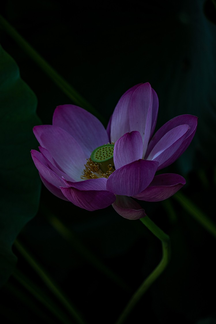 《小池》2023.6.28与莫愁湖