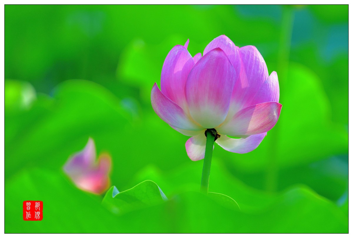 荷花习作2
