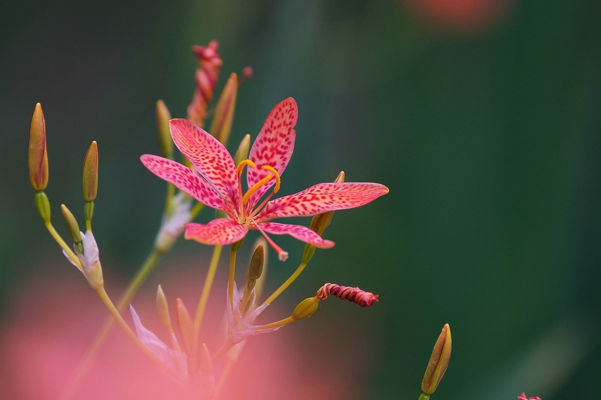 射干花