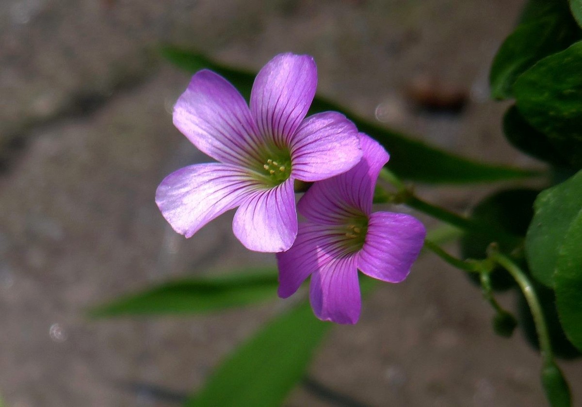 生命力顽强的酢浆草花