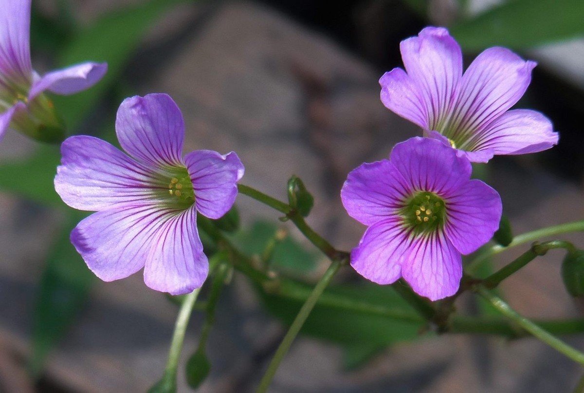 生命力顽强的酢浆草花