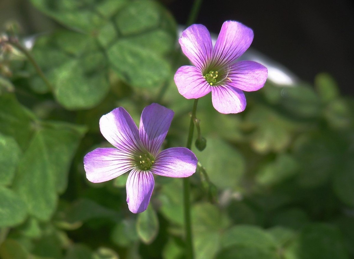 生命力顽强的酢浆草花