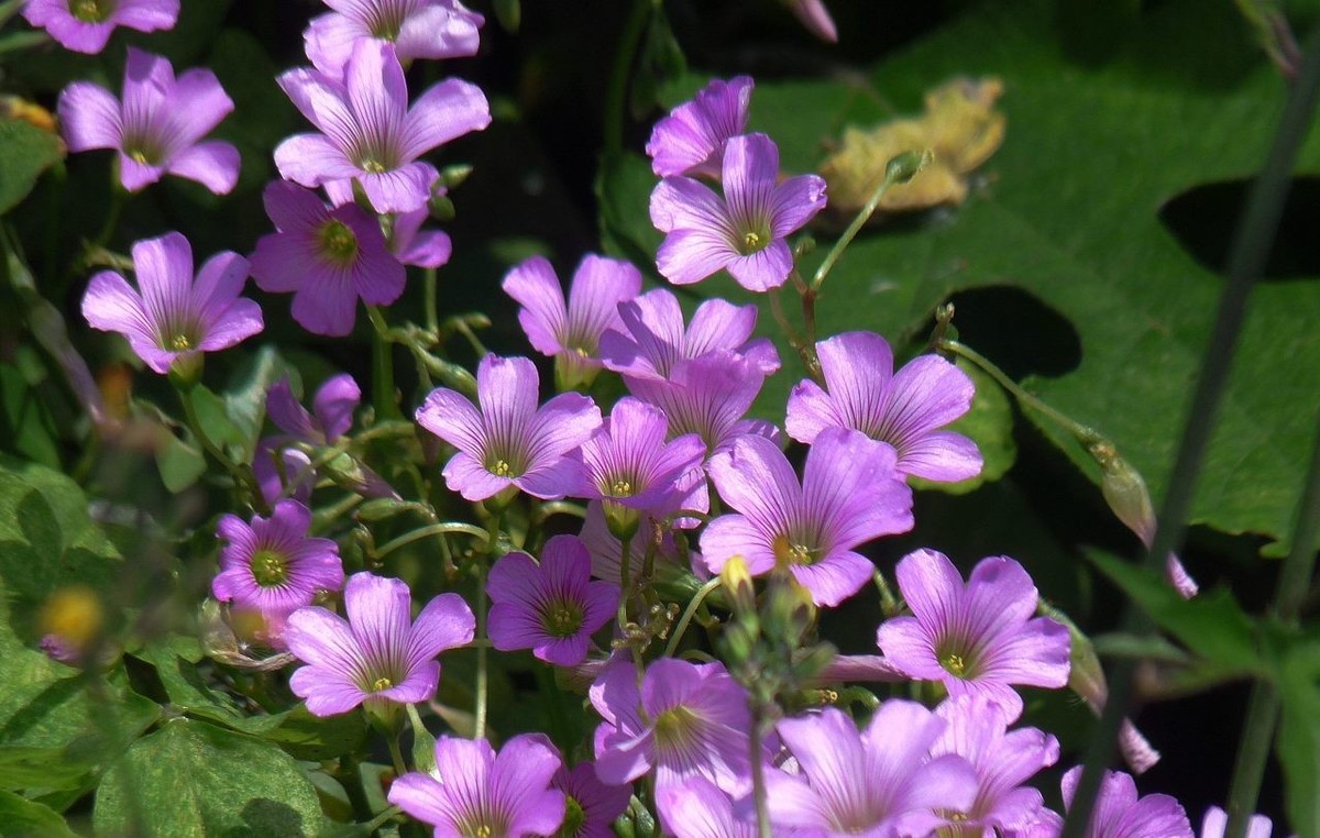 生命力顽强的酢浆草花