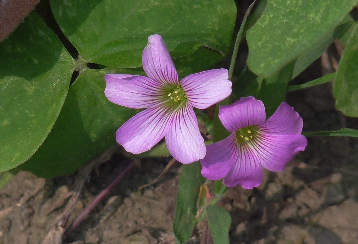 生命力顽强的酢浆草花