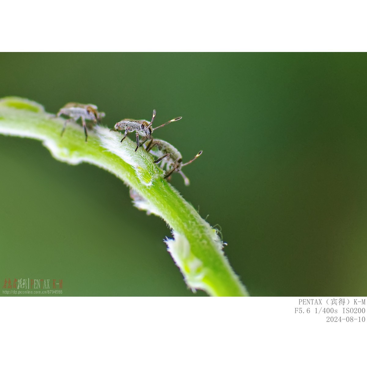 紫藤嫩叶上的小甲虫