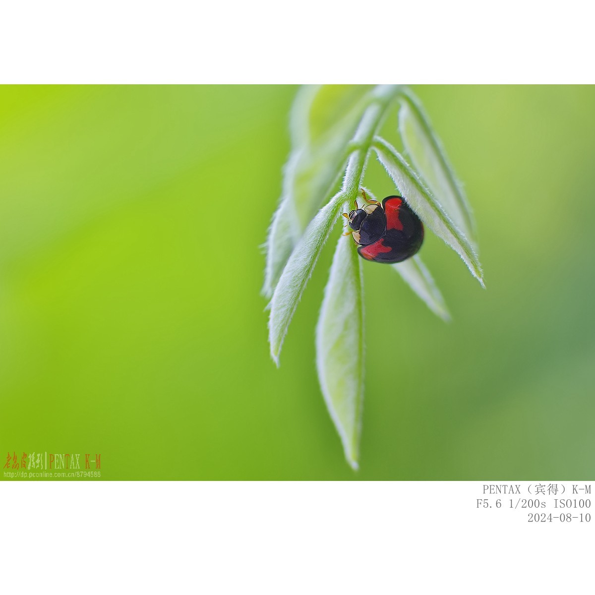 紫藤嫩叶上的小甲虫