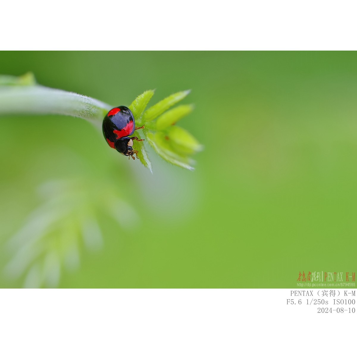 紫藤嫩叶上的小甲虫