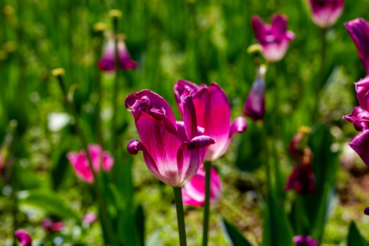 植物园拍郁金香73