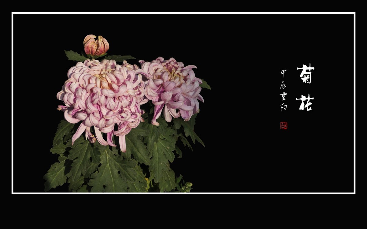 纤纤玉瓣不畏寒，朵朵菊花斗秋风