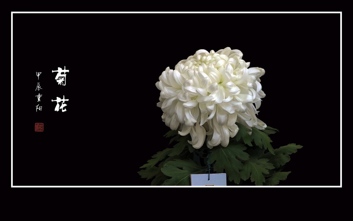 纤纤玉瓣不畏寒，朵朵菊花斗秋风