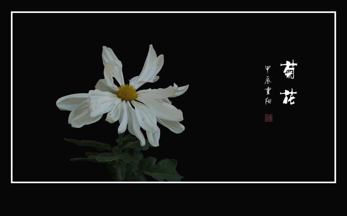 纤纤玉瓣不畏寒，朵朵菊花斗秋风