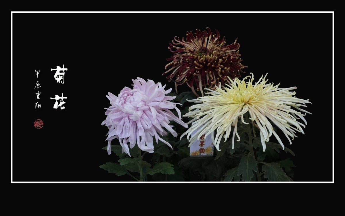 纤纤玉瓣不畏寒，朵朵菊花斗秋风