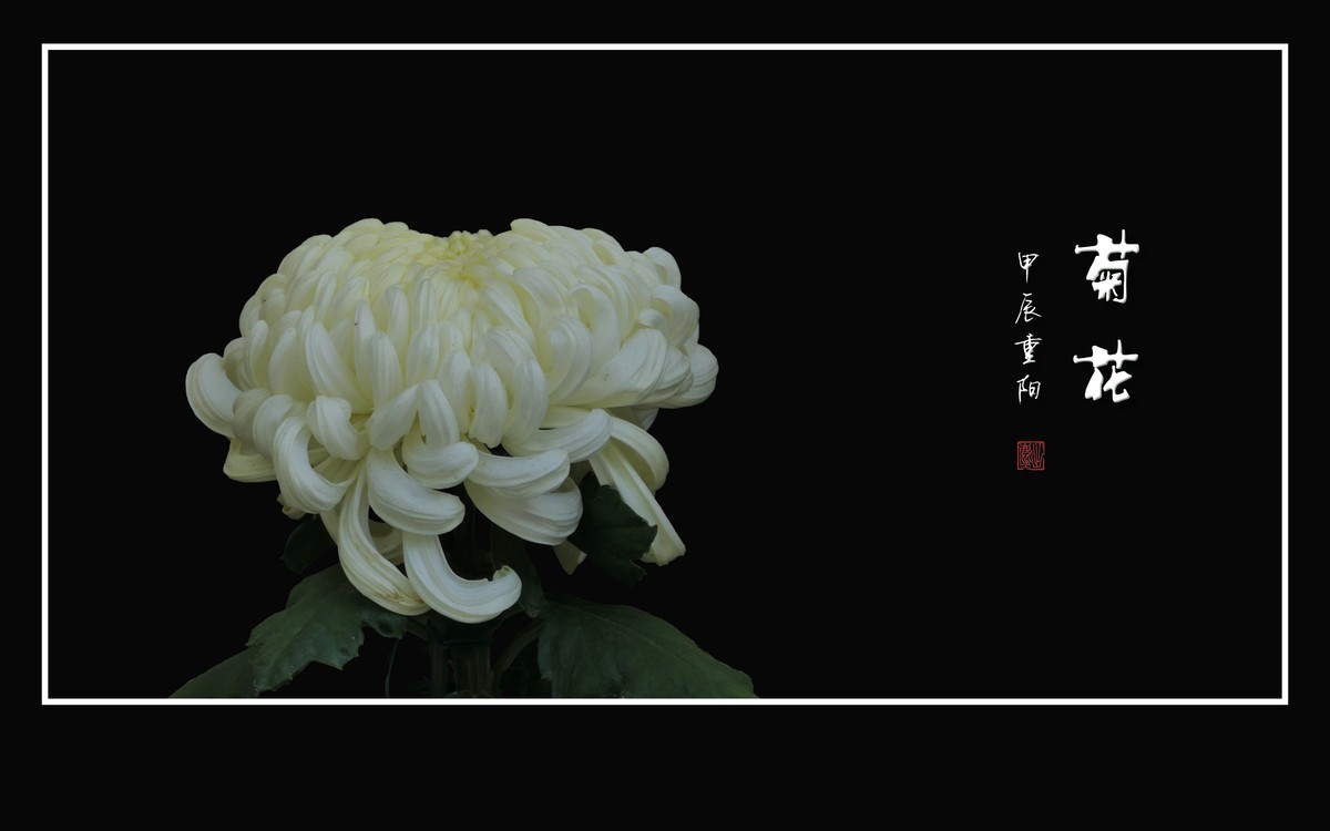 纤纤玉瓣不畏寒，朵朵菊花斗秋风