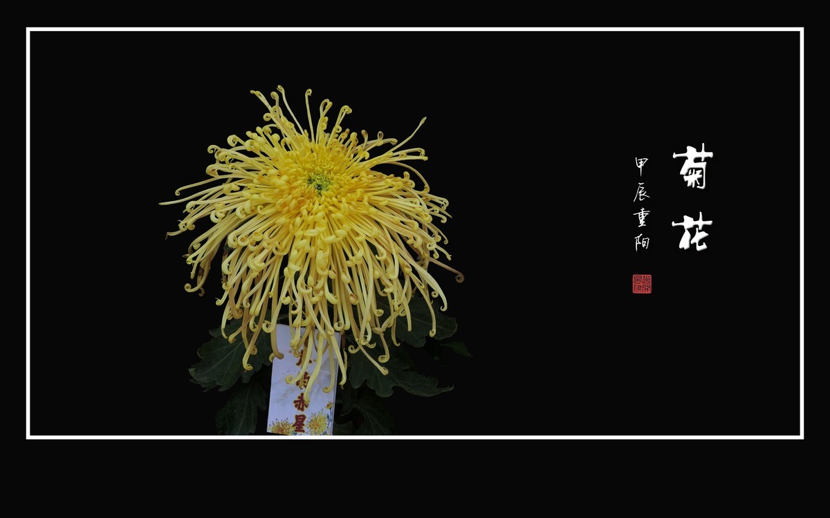 纤纤玉瓣不畏寒，朵朵菊花斗秋风