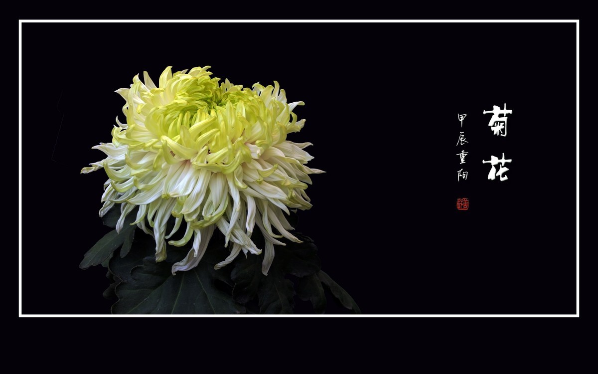 纤纤玉瓣不畏寒，朵朵菊花斗秋风