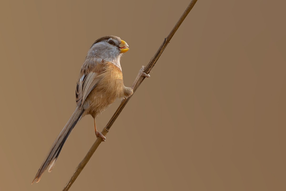 寒冬芦苇荡中的小精灵-震旦雅雀