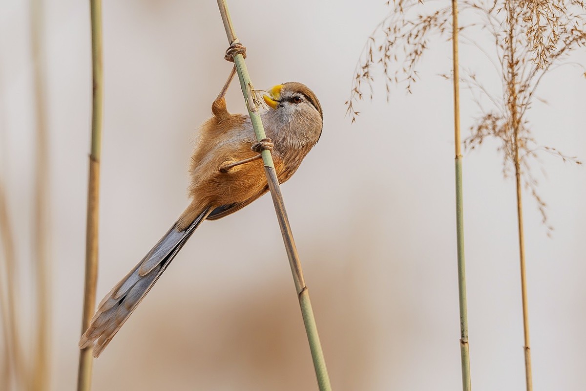 寒冬芦苇荡中的小精灵-震旦雅雀