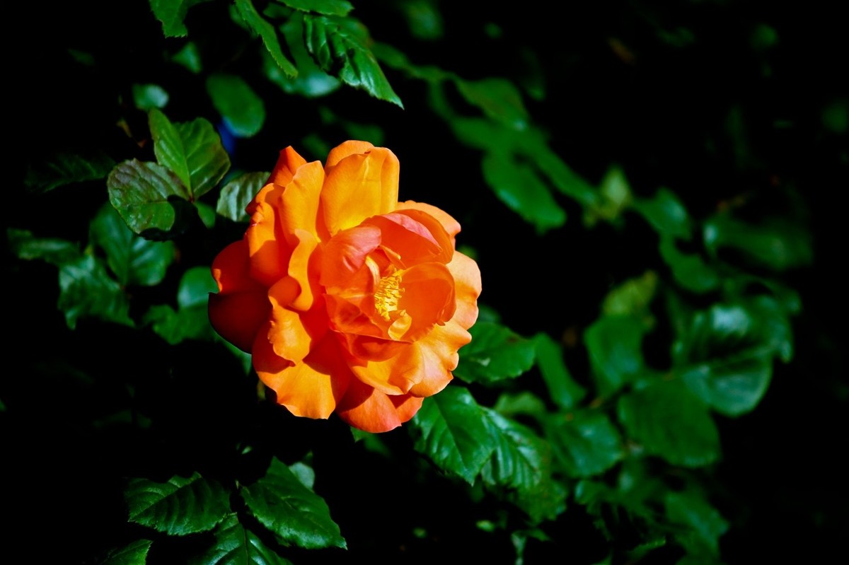 随拍——路边的月季花（二）