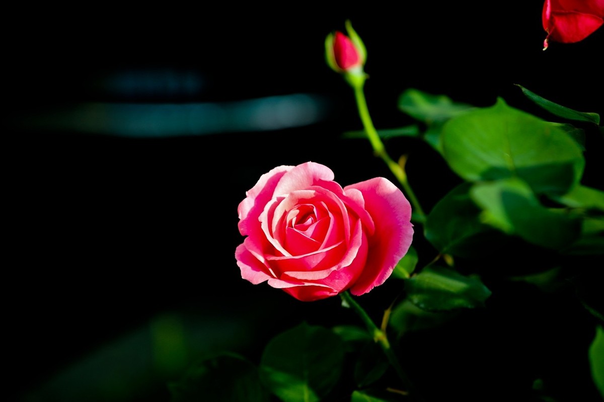 随拍——路边的月季花（二）