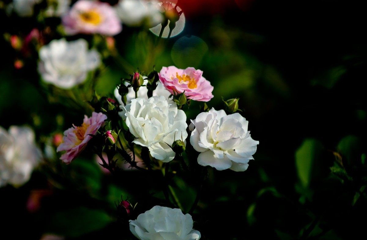 随拍——路边的月季花（二）