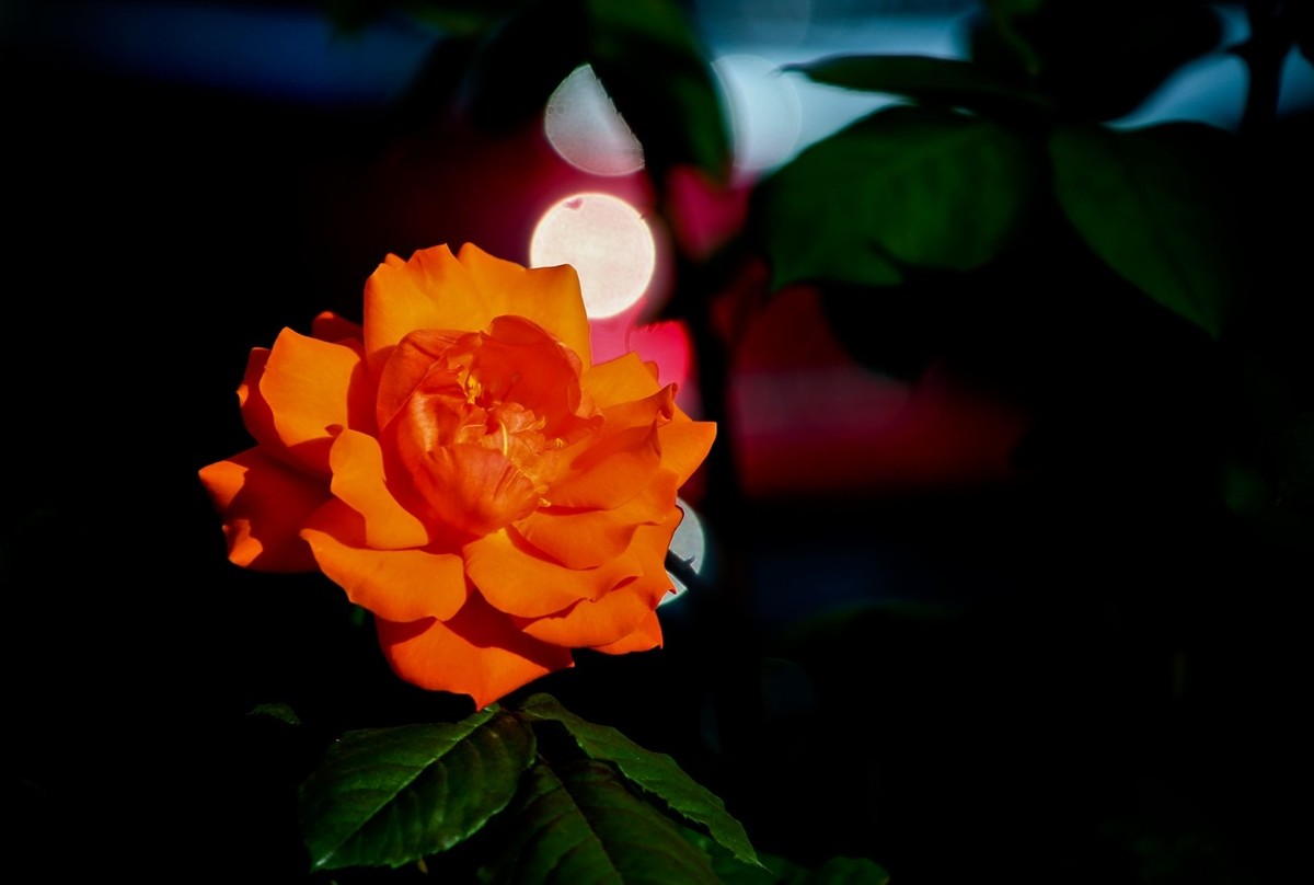 随拍——路边的月季花（二）