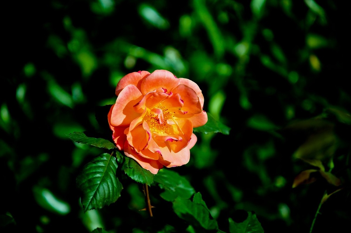 随拍——路边的月季花（二）