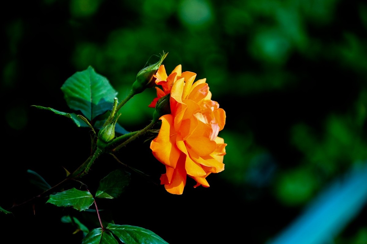 随拍——路边的月季花（二）