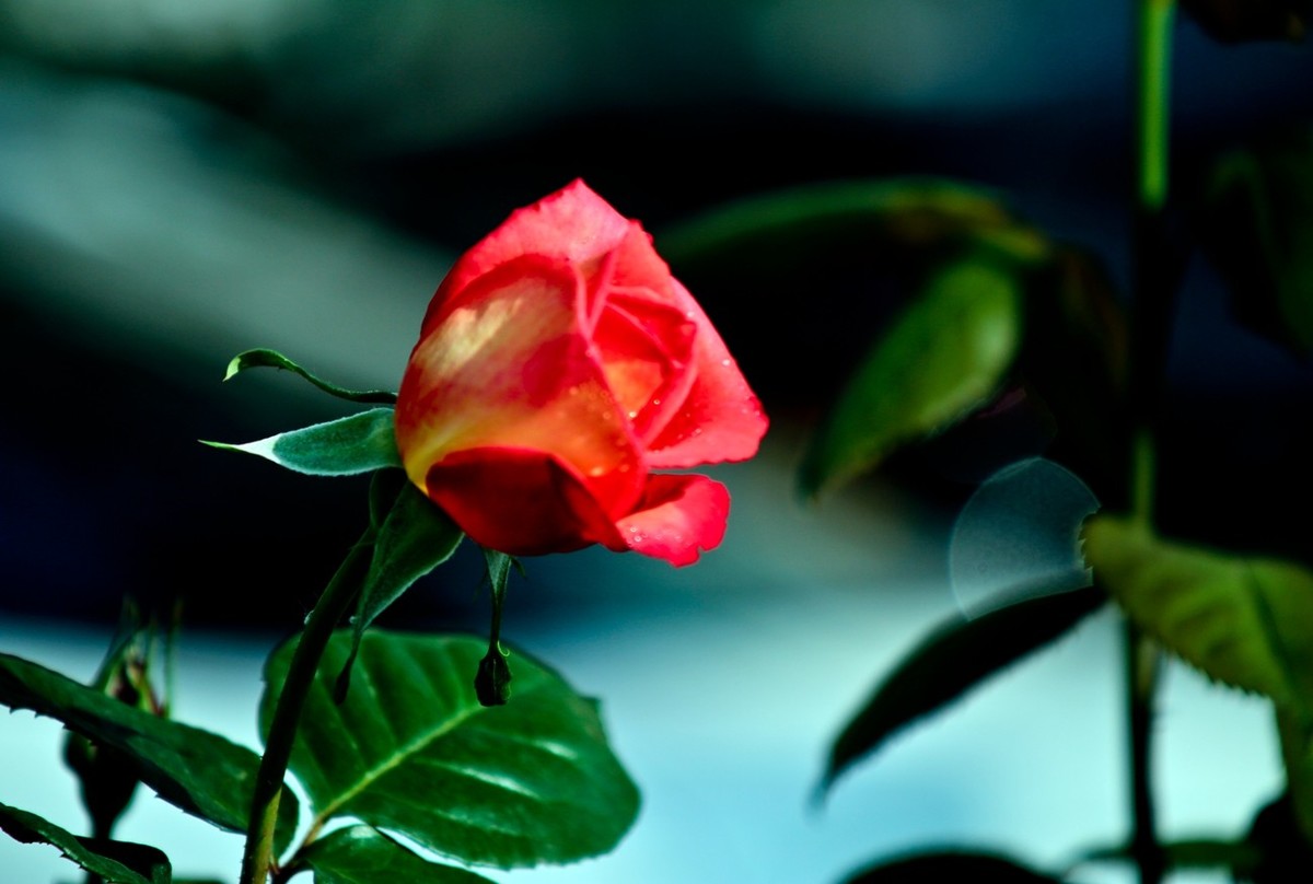 随拍——路边的月季花（二）