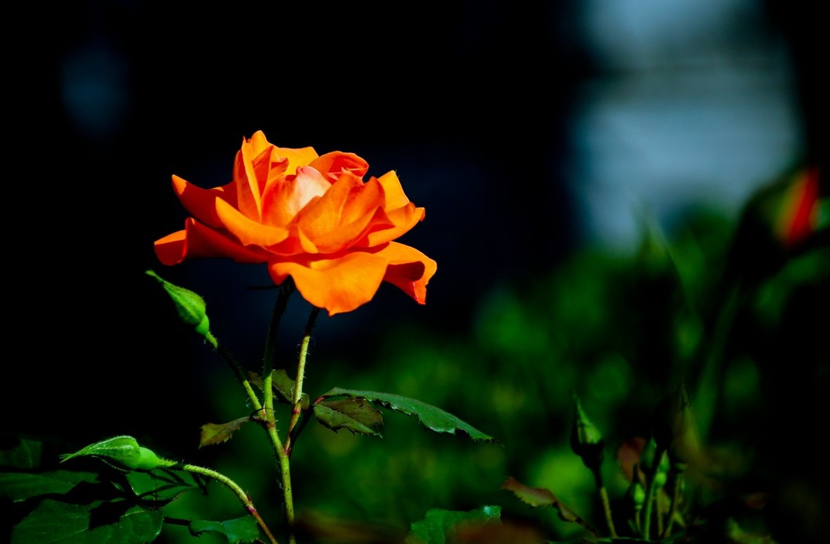 随拍——路边的月季花（二）