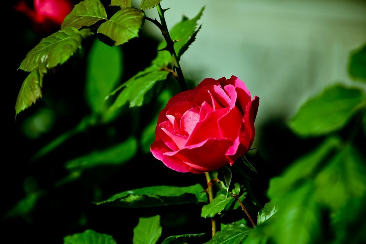 随拍——路边的月季花（二）