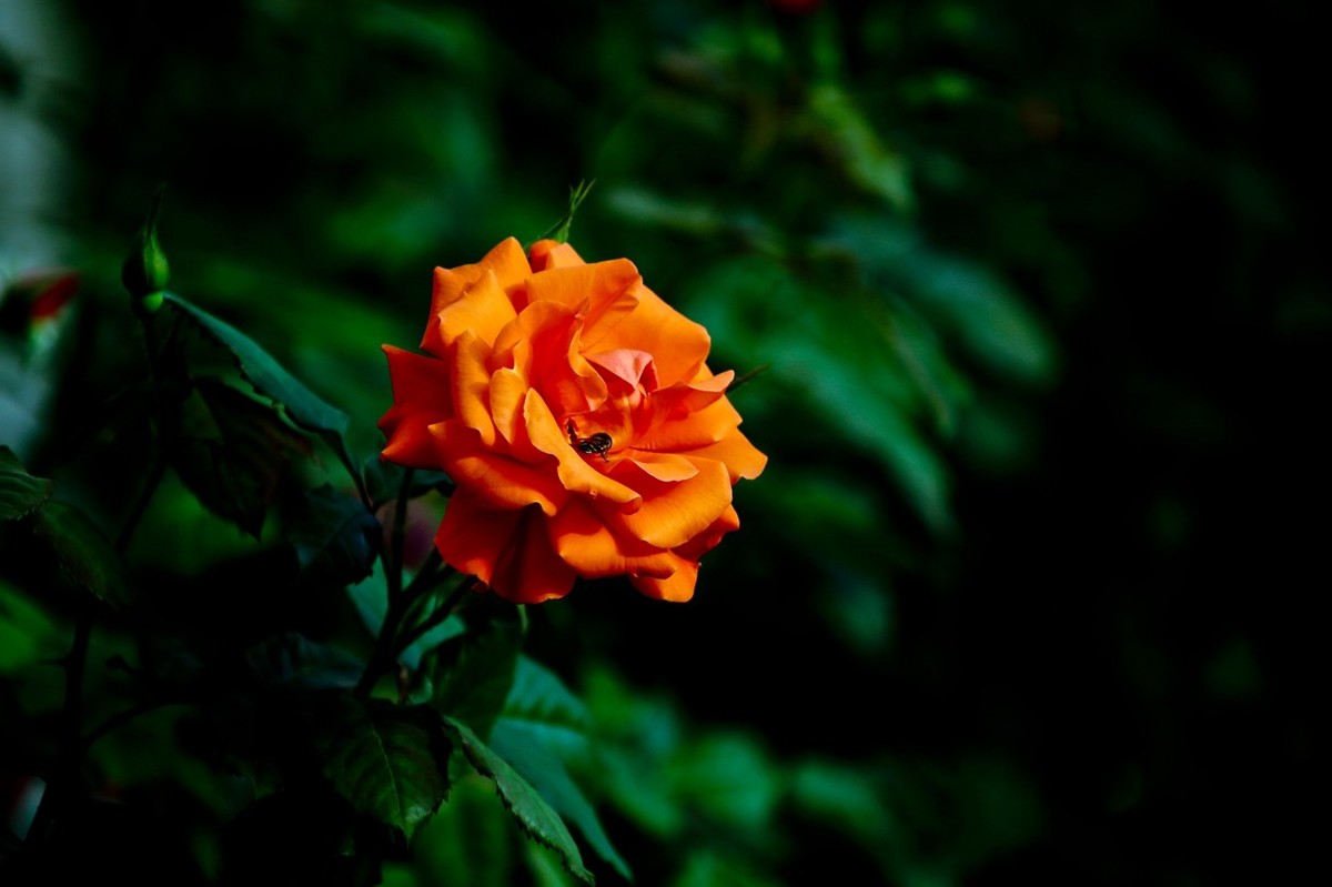 随拍——路边的月季花（二）