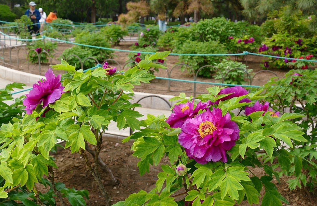 牡丹花卉【三】