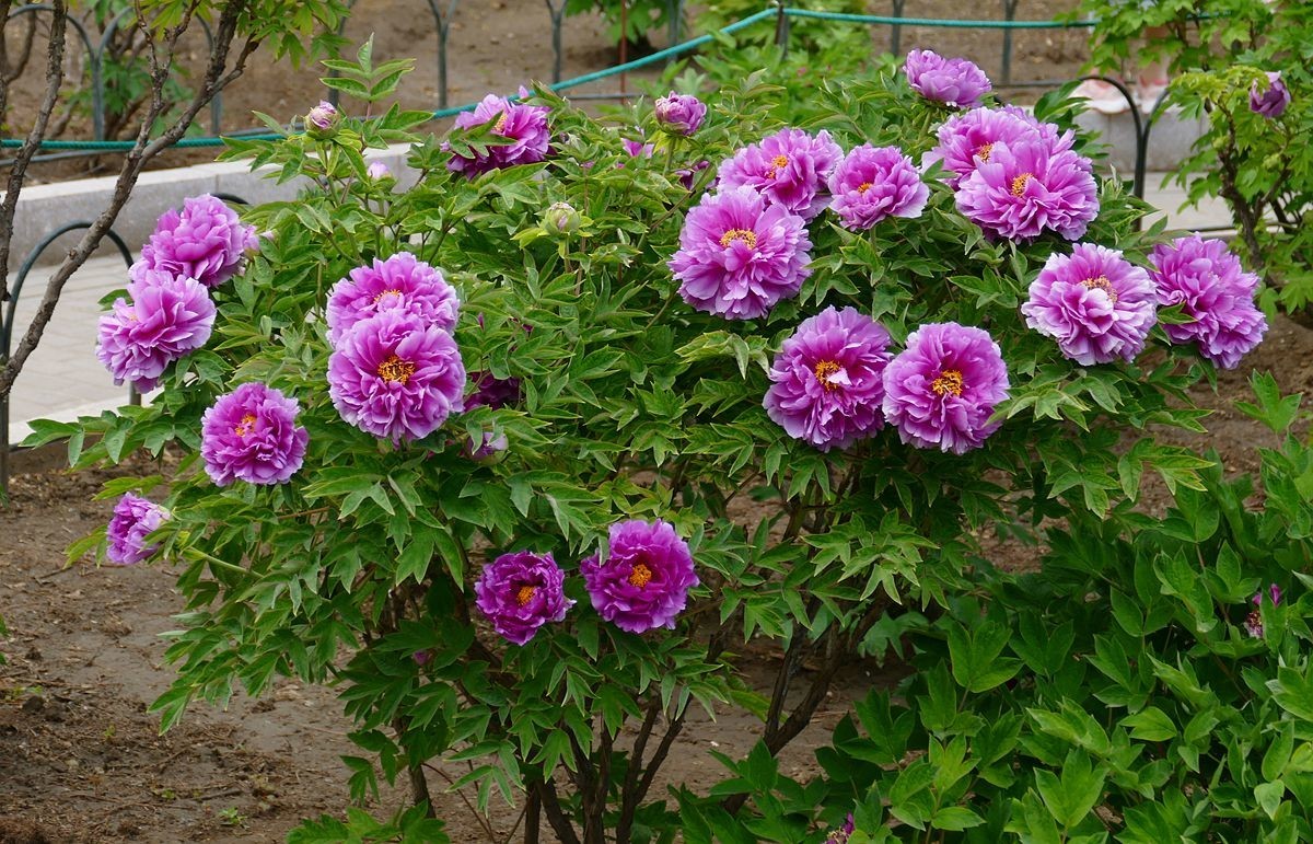 牡丹花卉【三】