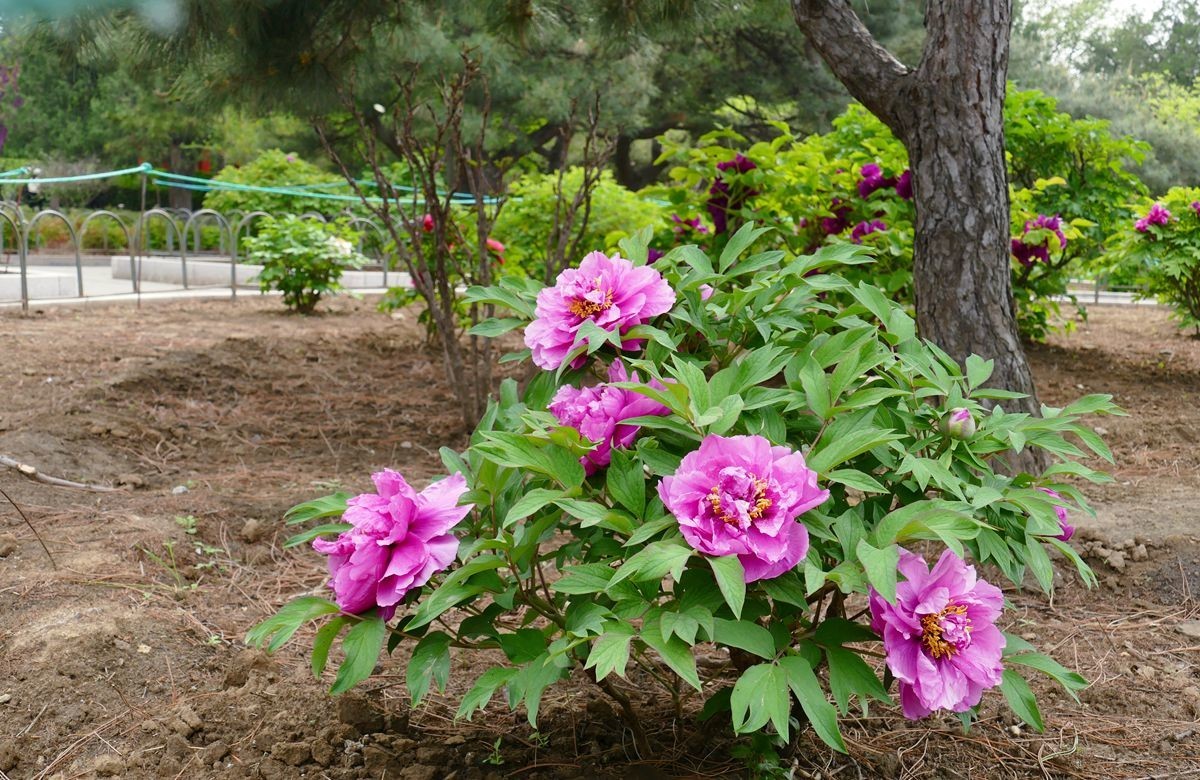 牡丹花卉【三】