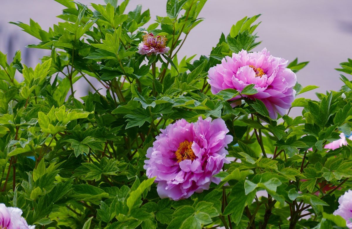 牡丹花卉【三】