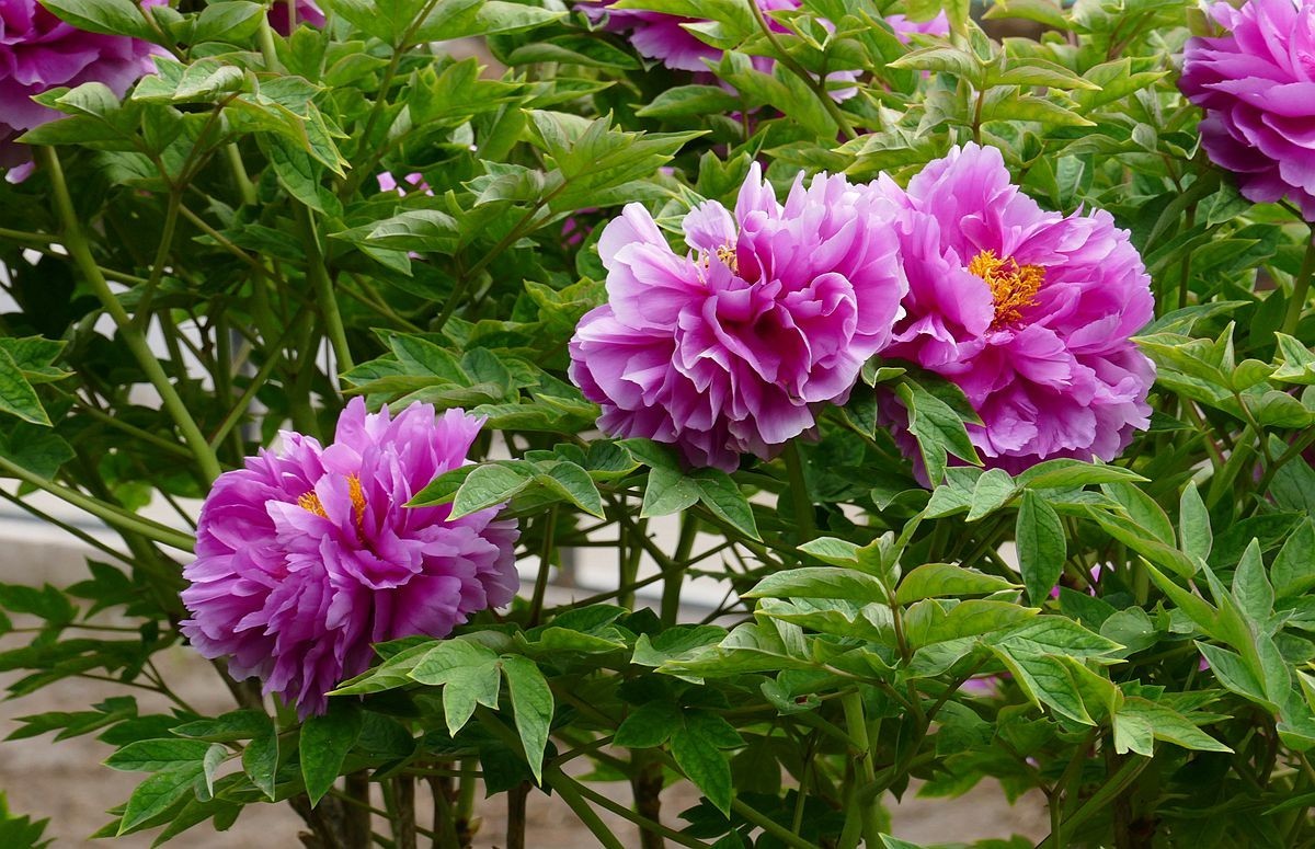 牡丹花卉【三】