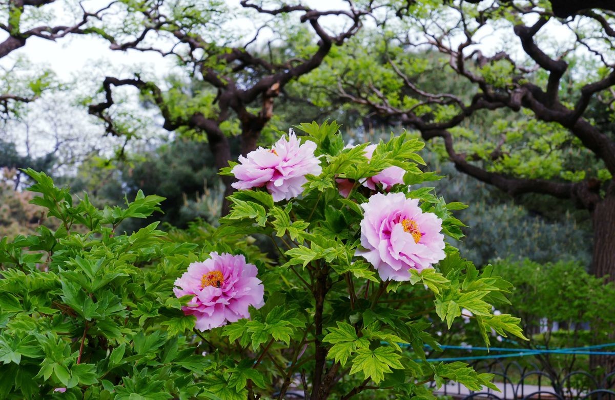 牡丹花卉【三】