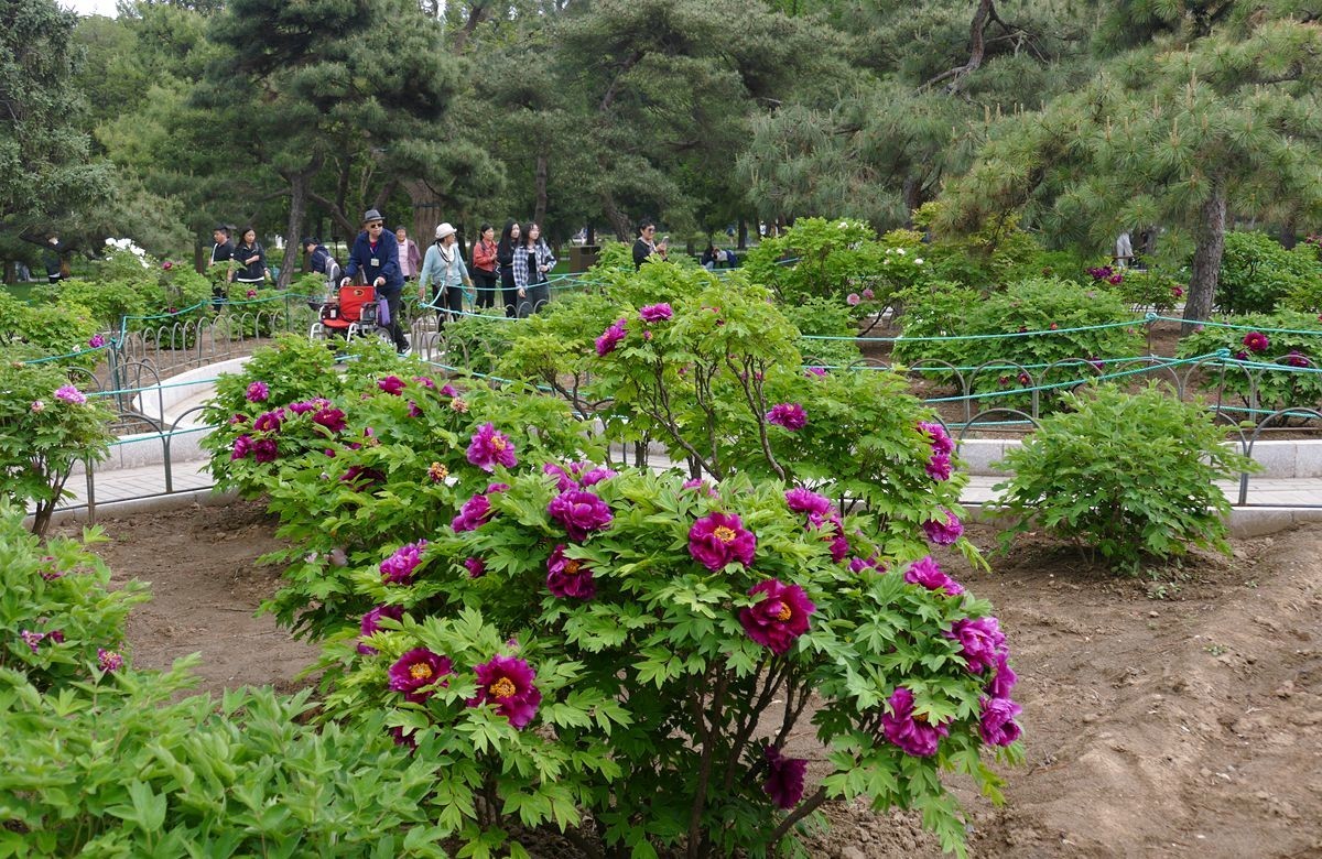 牡丹花卉【三】