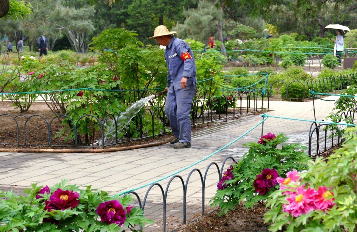 牡丹花卉【三】
